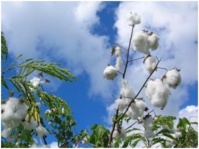 LE COTON :  