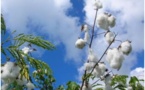 LE COTON :  